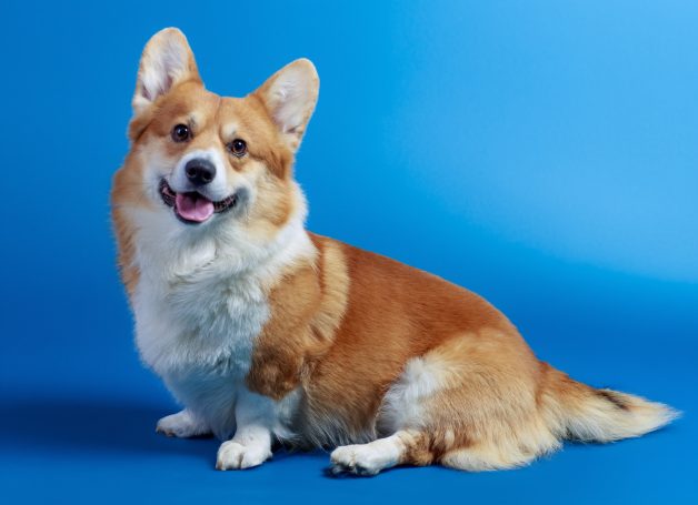 PET PORTRAITS Pet Portraits